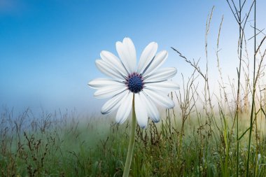 Çalı Çiçeği (Osteospermum fruticosum), baharda bir çayırda çiçek açar.