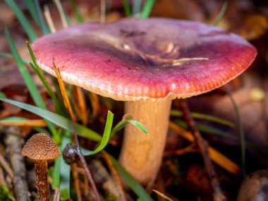 Orman zemininde bulanık bir geçmişi olan russula mantarının seçici odağı