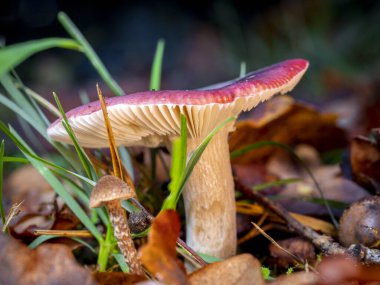 Orman zemininde bulanık bir geçmişi olan russula mantarının seçici odağı