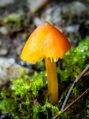 Orman zemininde bulanık bir balmumu kapağı, cadı şapkası, konik balmumu kapsülü mantar (caphygrocybe conica) seçici odağı