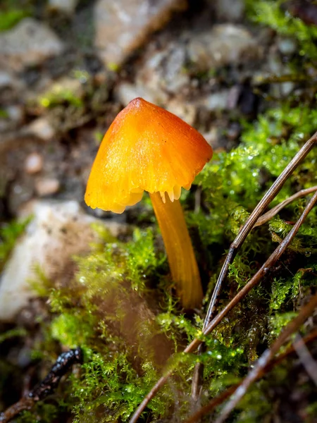 Selective Focus Blackening Waxcap Witch Hat Conical Wax Cap Conical — Stock Photo, Image