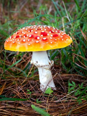 Sinek mantarının (Amanita muscaria) bulanık arka planda seçici odak noktası