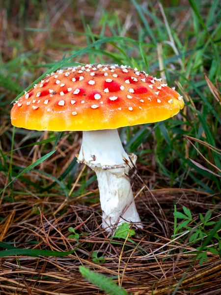 Selective Focus Fly Agaric Fly Amanita Mushroom Amanita Muscaria Forest — Stock Photo, Image