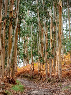 Galiçya 'da (Kuzey İspanya) okaliptüs ormanı (okaliptüs nitens) - istilacı uzaylı türü