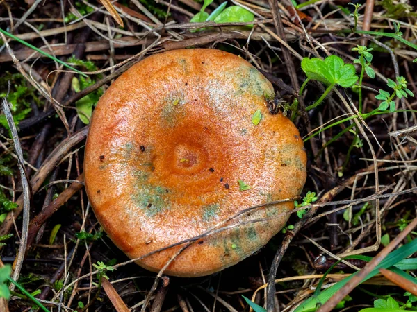 Bloody Milk Cap Mushroom Lactarius Sanguifluus Isolated Forest Ground — Stock Photo, Image