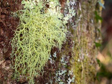 usnea barbata liken ormandaki bulanık arka planda bir sandıkta