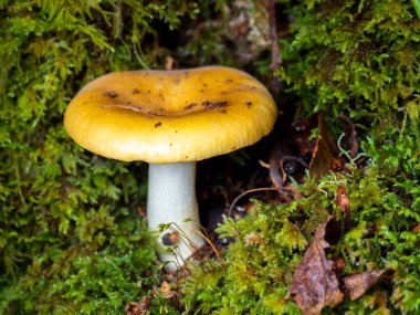 Bulanık arka planı olan bir orman zemininde sıradan bir sarı russula (Russula ochroleuca) seçici odağı