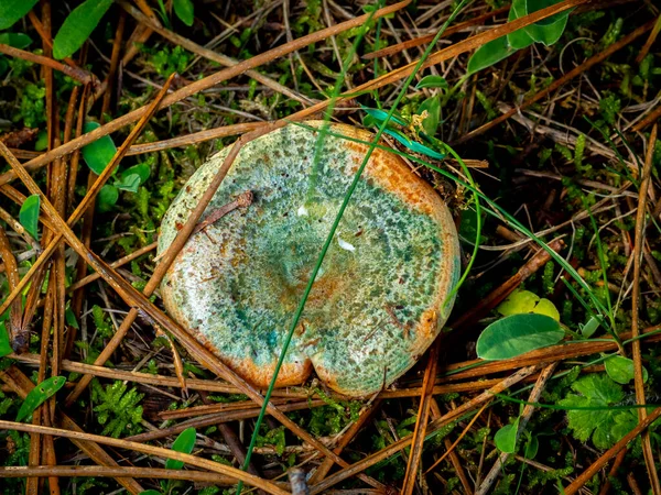 Bloody Milk Cap Mushroom Lactarius Vinosus Isolated Forest Ground — Stock Photo, Image