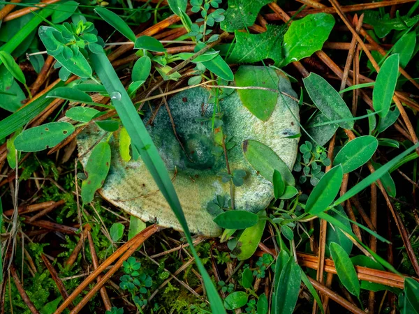 Bloody Milk Cap Mushroom Lactarius Vinosus Isolated Forest Ground — Stock Photo, Image