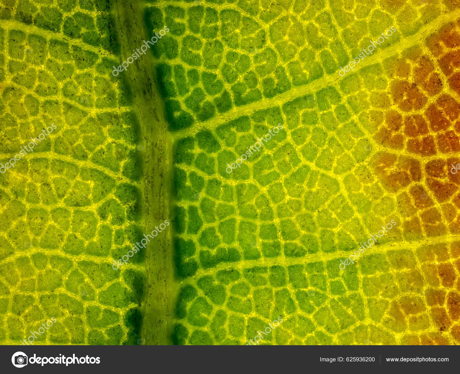 Milliy libosdagi ukrainalik ayol porno surat