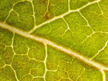 Amerikan tatlandırıcı yaprağı sonbaharda mikroskop altında - mikroskop altında düşen yaprak - optik mikroskop x32 büyütme