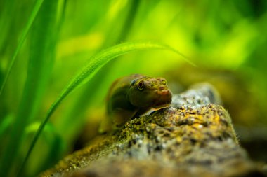 Selecive focus of a Chinese Algae Eater (Gyrinocheilus aymonieri) in fish tank with blurred background