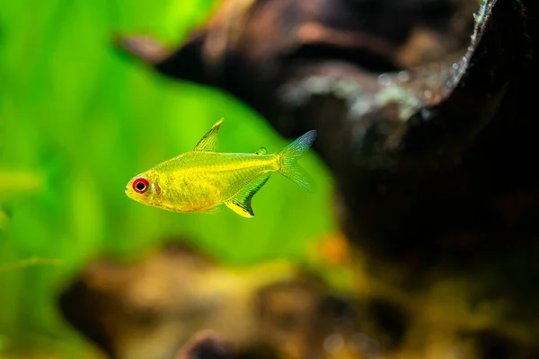Lemon Tetra Hyphessobrycon Pulchripinnis Isolated Fish Tank Blurred Background — Stock Photo, Image