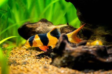 large clown loach isolated in fish tank (Chromobotia macracanthus) with blurred background clipart