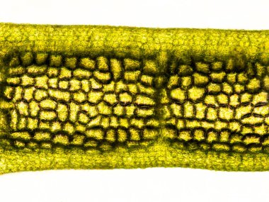 Kloroplastları, hücre duvarlarını ve kılları gösteren mikroskop altında (Hornwort bitkisi - Ceratophyllum demersum) optik mikroskop x 200 büyütme