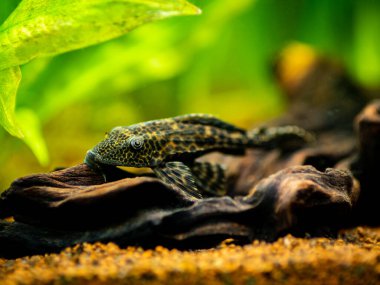 Suckermouth yayın balığı veya yaygın pleco (Hypostomus plecostomus) bulanık arka planlı bir akvaryumda izole edilmiş.