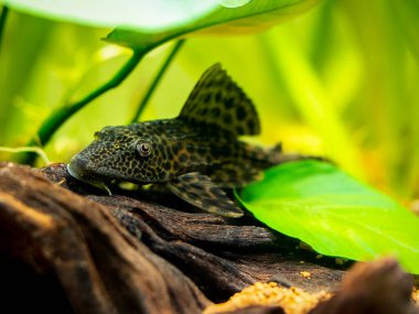 Suckermouth yayın balığı veya yaygın pleco (Hypostomus plecostomus) bulanık arka planlı bir akvaryumda izole edilmiş.