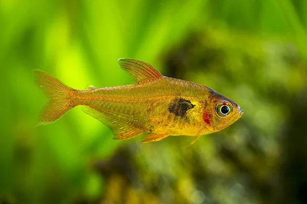 Red Phantom Tetra Hyphessobrycon Sweglesi Isolated Fish Tank Blurred Background — Foto de Stock
