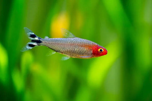 Rummy Nose Tetra Hemigrammus Rhodostomus Fish Tank Blurred Background — Stock Photo, Image