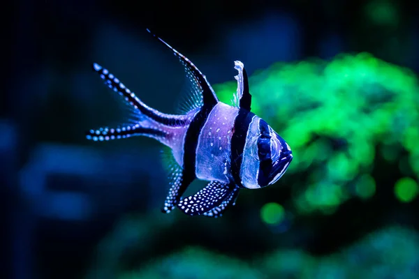 Banggai Cardinalfish Pterapogon Kauderni Acuario Arrecife Con Fondo Borroso — Foto de Stock