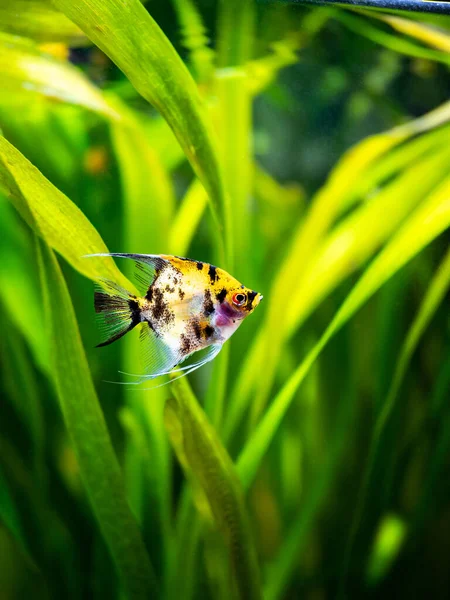 Angel Fish Koi Panda Yellow Head in tank fish with blurred background (Pterophyllum scalare)