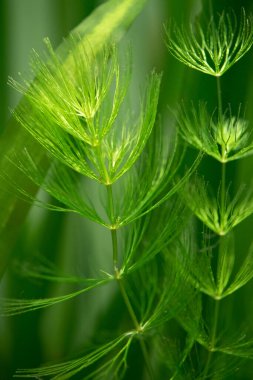 Hornwort bitkisinin (Ceratophyllum demersum) bir akvaryum üzerindeki seçici odağı - makro yakın çekim