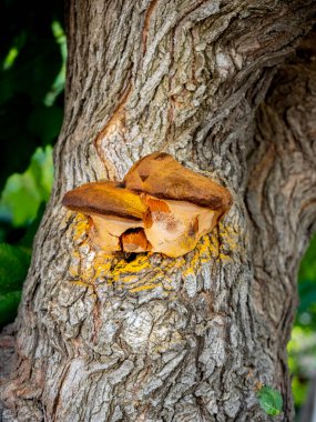 Shaggy bracket (inonotus hispidus) bulanık arkaplan ile ortak bir dut gövdesi üzerinde büyüyor