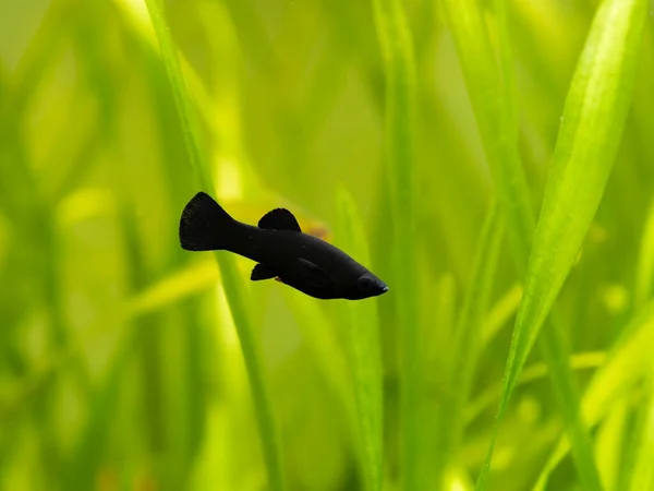 Black Molly Poecilia Sphenops Swimming Fish Tank Blurred Background — Stock Photo, Image