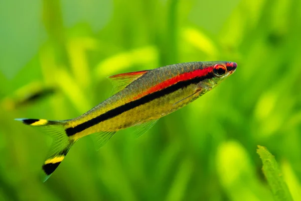 Selective Focus Denison Barb Sahyadria Denisonii Fish Tank Blurred Background — Stock Photo, Image