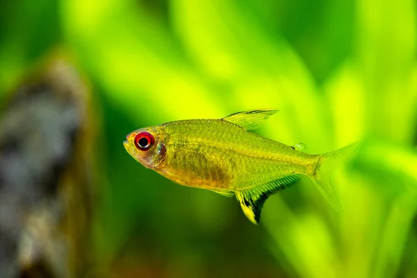 Macro Close Lemon Tetra Hyphessobrycon Pulchripinnis Fish Tank Blurred Background — Stock Photo, Image