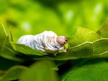 domestic silk moth (Bombyx mori) eating a mulberry leaf with blurred background clipart