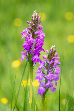 Arkaplanı bulanık bir çayır üzerinde güçlü bataklık orkidesi çiçeklerinin (Dactylorhiza elata) seçici odağı
