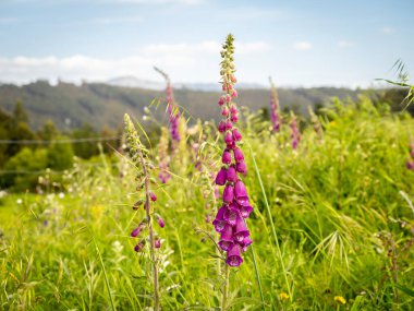 bulanık arkaplan ile yüksükotu (Digitalis purpurea) seçili odak