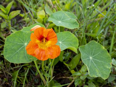 Bahçedeki nasturtium çiçeğinin (Tropaeolum majus) nasturtium, Hint teresi veya keşiş teresi olarak da adlandırılan bulanık arka planı olan bir bahçesinin ayrıntıları