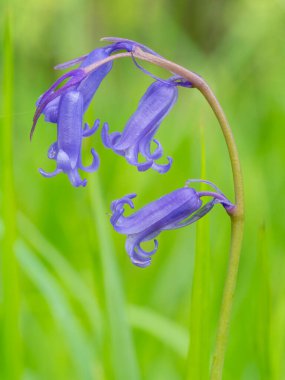 Bulanık arkaplanlı sümbül çiçekleri (Hyacinthoides non-script) seçici odak noktası - Gowk 'un hortumu veya harebell olarak da bilinir.