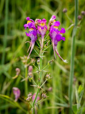 üç kuş toadflax çiçeğinin (Linaria triornithophora) seçici odağı