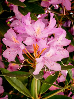 Geçmişi bulanık pembe Rhododendron çiçeklerinin seçici odağı