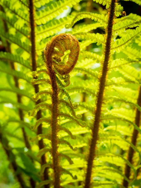 Detail Young Fern Frond Unrolling Blurred Background — Stock Photo, Image