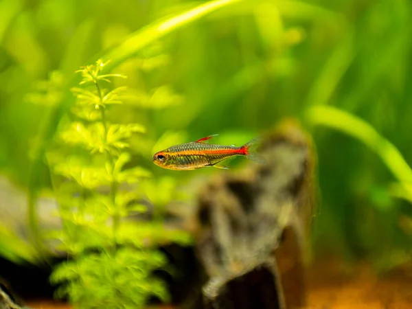 Tetra Growlight Hemigrammus Erythrozonus Isolated Fish Tank Blurred Background — ストック写真
