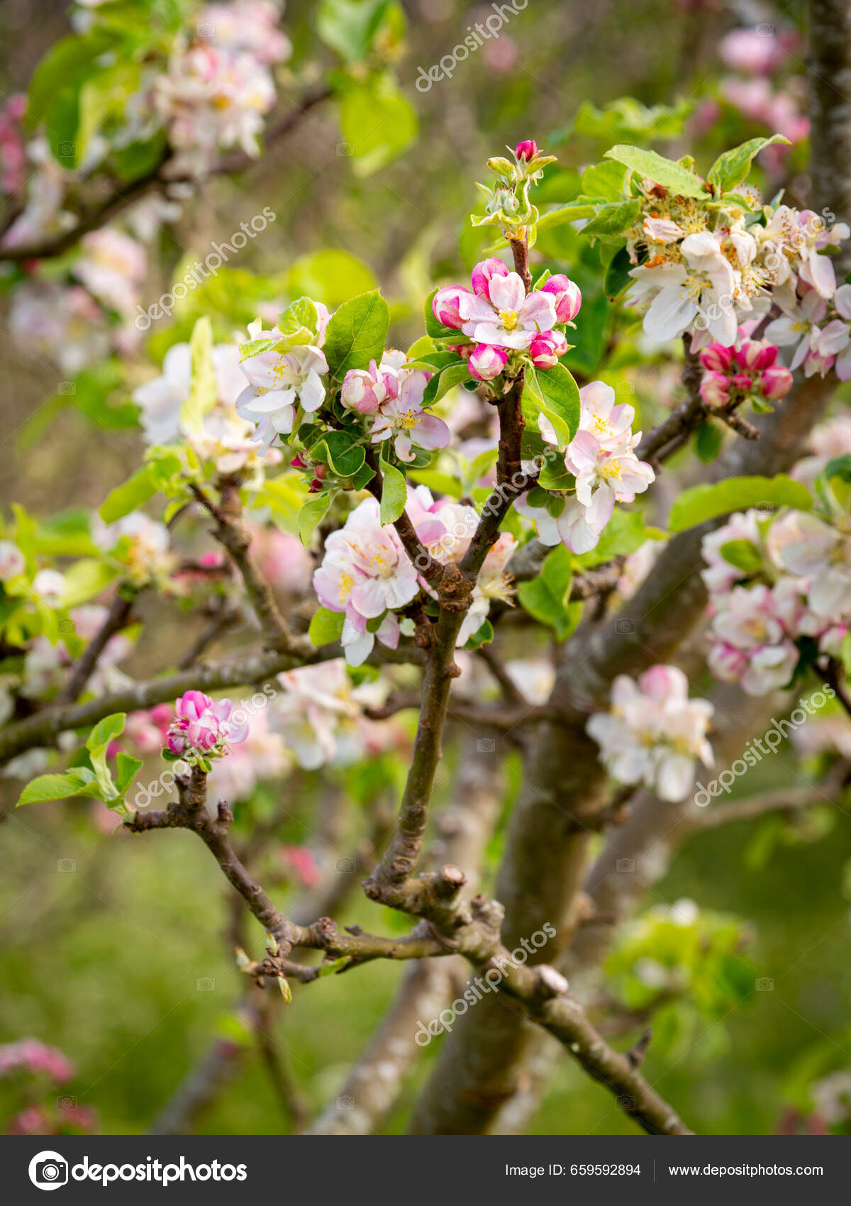 Selective Focus Apple Tree Flowers