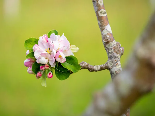 Stock image macro close up of apple tree flowers (Malus domestica) with blurred background in springtime