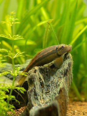 Çin alg yiyicisinin (Gyrinocheilus aymonieri) bulanık arka planlı akvaryumdaki seçici odağı