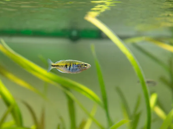 Boeseman Rainbowfish Melanotaenia Boesemani Isolated Fish Tank Blurred Background — Stock Photo, Image
