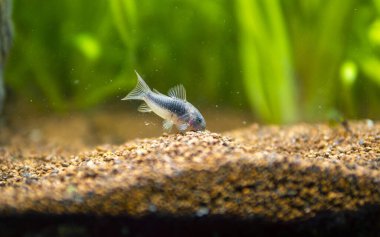 corydora (Corydoras aeneus) isolated in fish tank with blurred background - genus of freshwater catfish