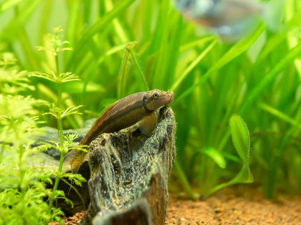 Chinese Algae Eater Gyrinocheilus Aymonieri Isolated Fish Tank Blurred Background — Stock Photo, Image