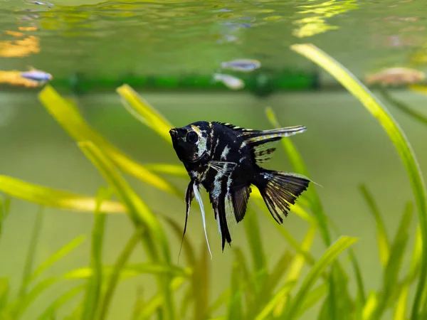 Pesce Angelo Bianco Nero Acquario Con Sfondo Sfocato Pterophyllum Scalare — Foto Stock