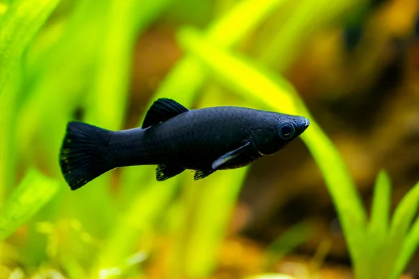 Selectieve Focus Van Een Zwarte Molly Poecilia Sphenops Zwemmend Aquariumvissen — Stockfoto