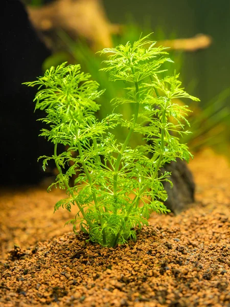 Selective Focus Dwarf Ambulia Limnophila Sessiliflora Isolated Fish Tank Blurred — Stock Photo, Image