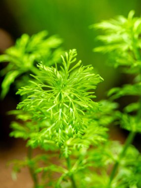 Cüce ambuilisinin seçici odağı (Limnophila sessiliflora) bulanık arka planlı bir akvaryuma izole edilmiş - makro yakın plan