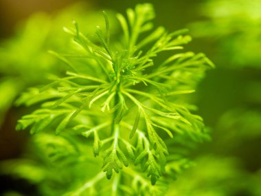 Cüce ambuilisinin seçici odağı (Limnophila sessiliflora) bulanık arka planlı bir akvaryuma izole edilmiş - makro yakın plan